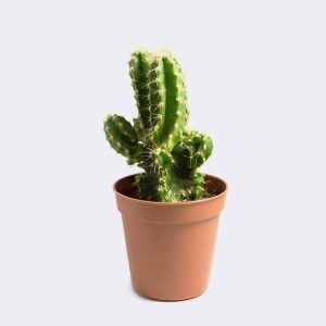 cactus1 free img.jpg